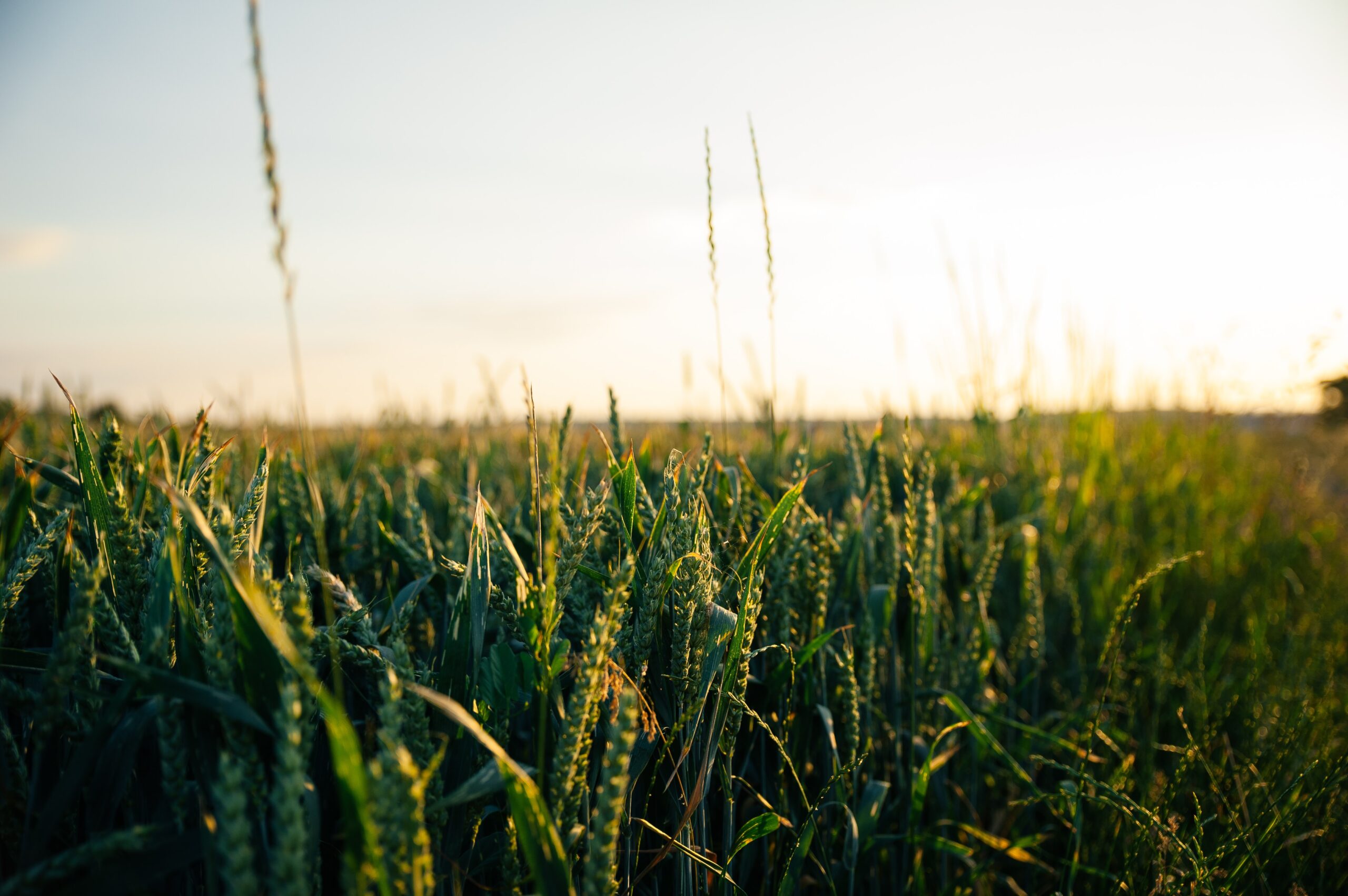 glenn-carstens-peters-piNf3C4TViA-unsplash-scaled.jpg